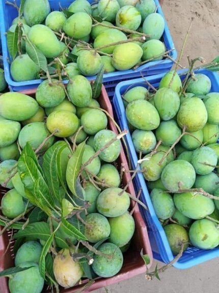 হিমসাগর/ খিরসাপাত আম - 12kg