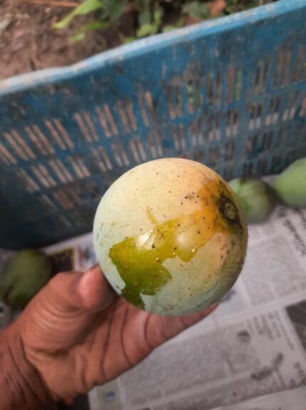 হিমসাগর/ খিরসাপাত আম - 24kg